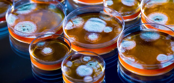 Scientists Sound the Alarm over Spread of Drug-Resistant Fungus