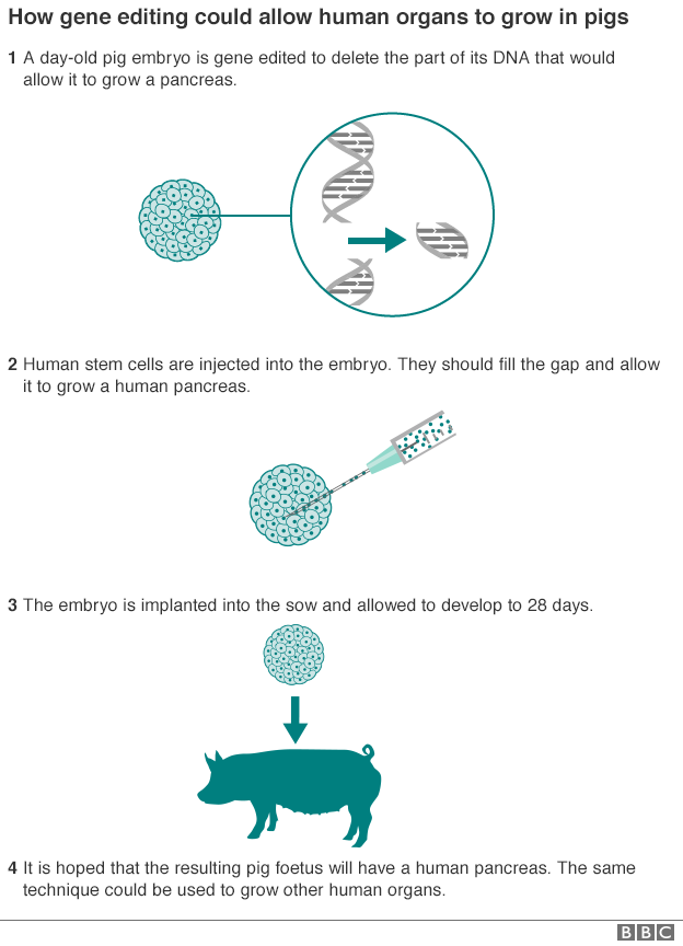 Source: BBC News _89891412_pig_gene_editing_624-2