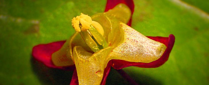 Epimedium