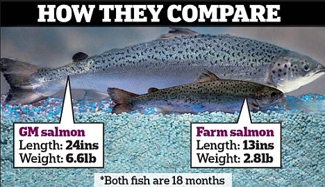 Troubling Emails Reveal Federal Scientists Fear FDA Approval of Genetically Modified Salmon