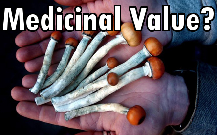 "Magic" mushrooms. Psilocybe Cubensis.