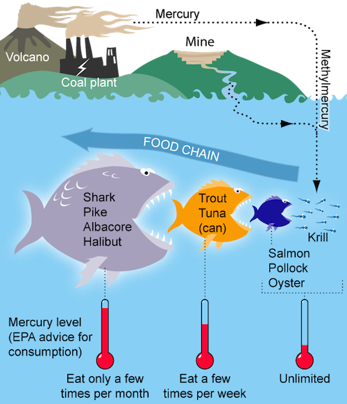 MercuryFoodChain-01