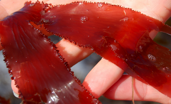 red algae