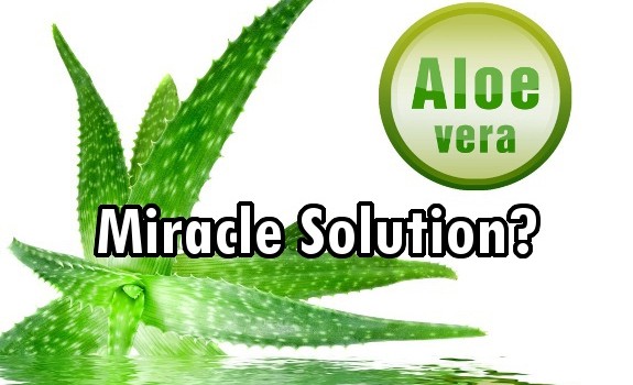 aloe vera
