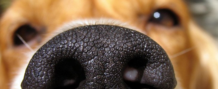 animal_dog_sniff_730_300