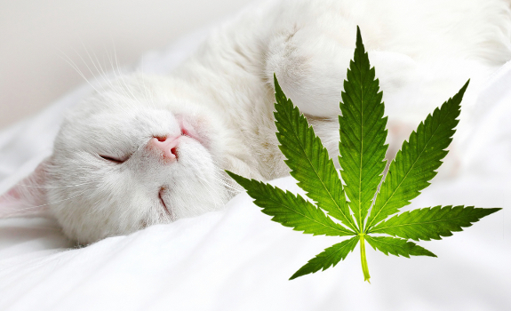 animal and marijuana