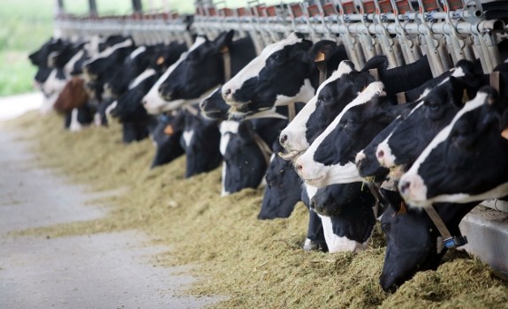 cattle