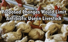 animals antibiotics