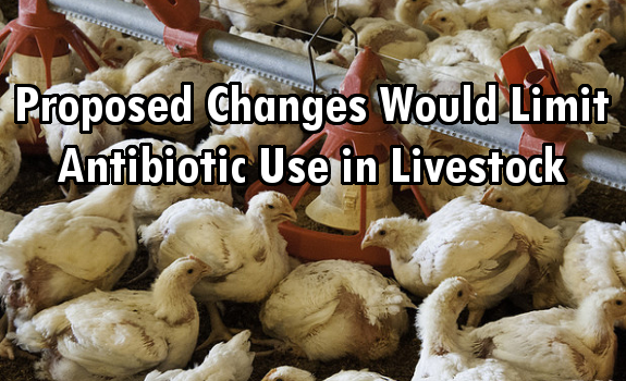 animals antibiotics