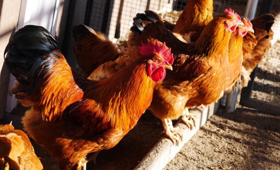 chickens