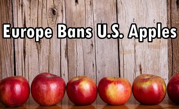 apple ban