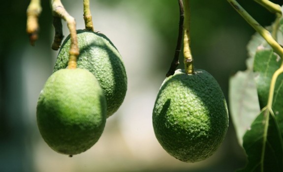 avocado tree