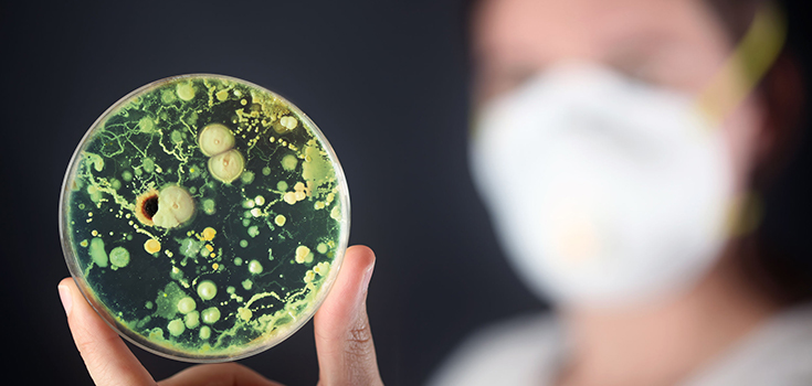 drug-resistant candida auris