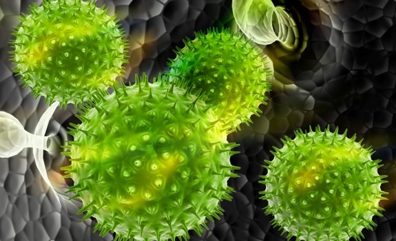 bacteria
