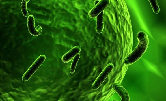 bacteria