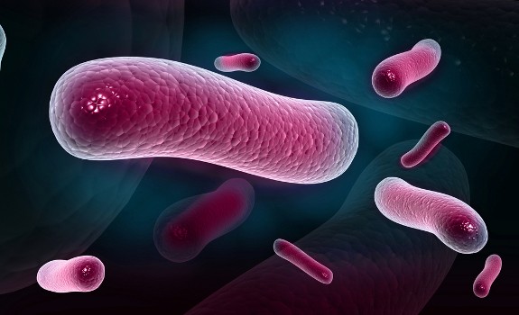 bacteria