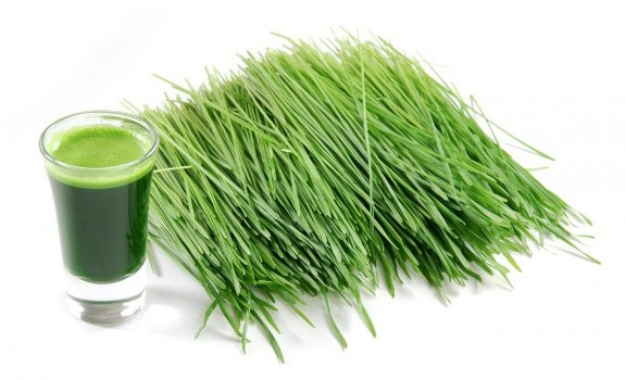 barley grass