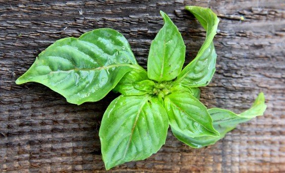 green basil