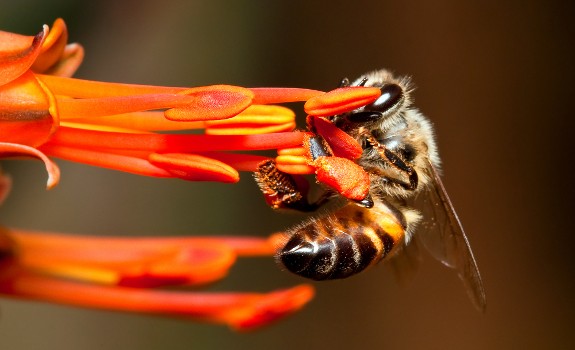 bee-pesticides-epa