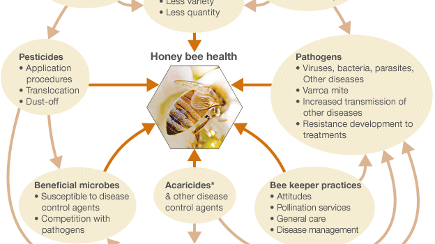 bee health