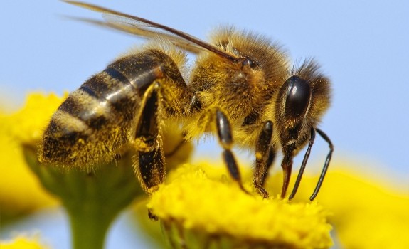 bee and yellow flower