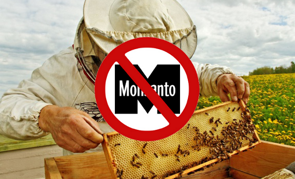 bees monsanto