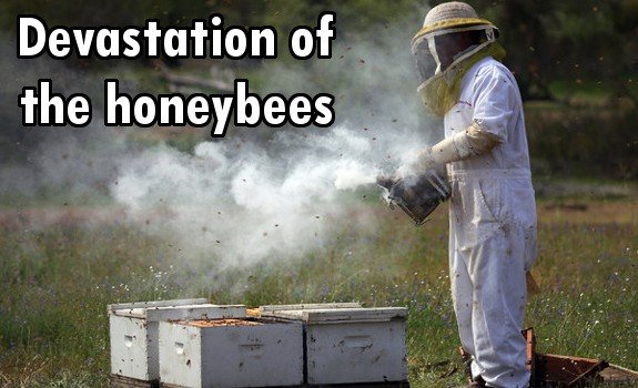 bee deaths