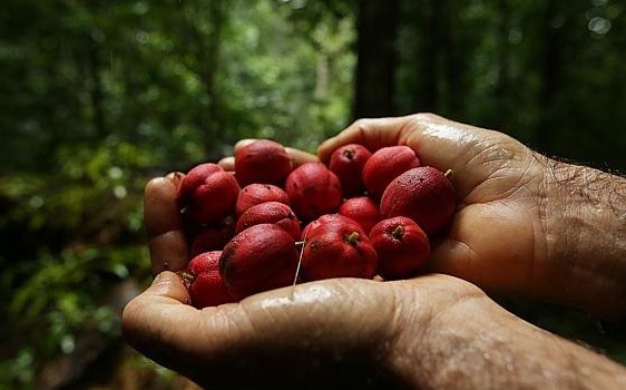 blushwood berry