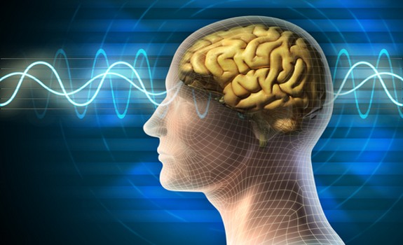 brain image