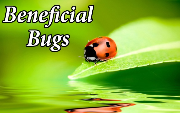 5 Beneficial Bugs that Could Help Your Organic Garden Grow