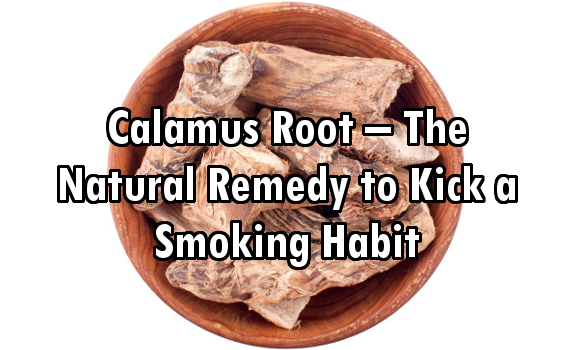 calamus root