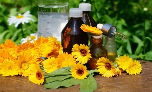 Calendula officinalis