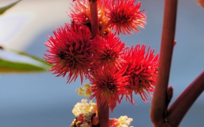 castor flower