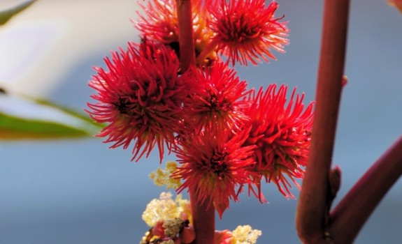 castor flower