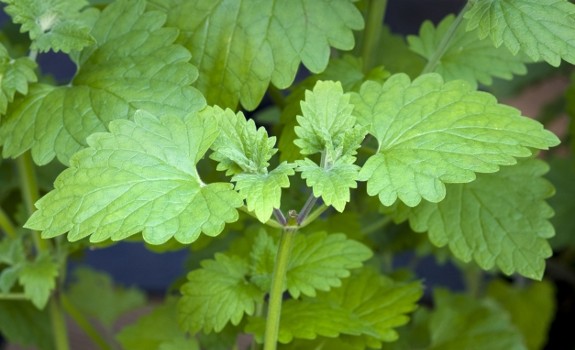 catnip plant (nepeta cataria)