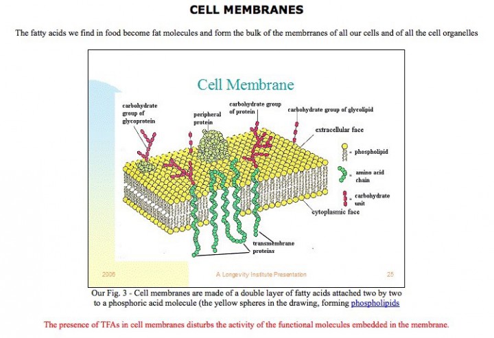 cell membranes soy article 2