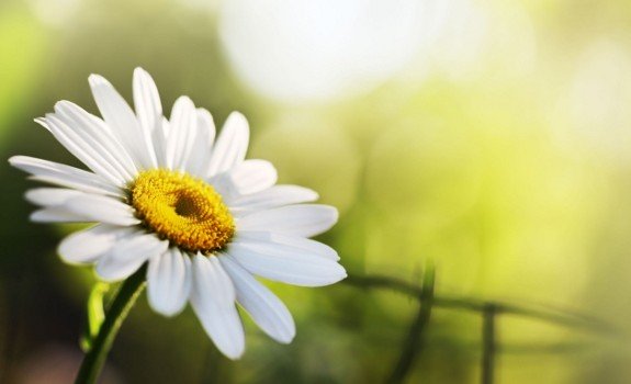 chamomile