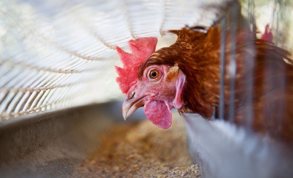 chicken