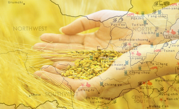 china-destroys-gmos