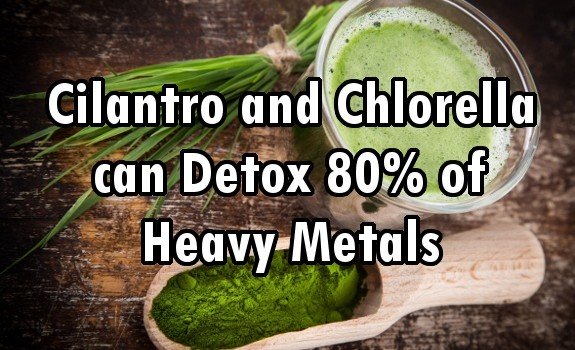 chlorella