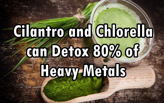 Cilantro and Chlorella can Detox 80 of Heavy Metals