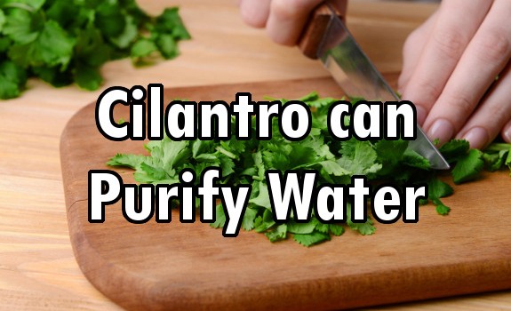 cilantro