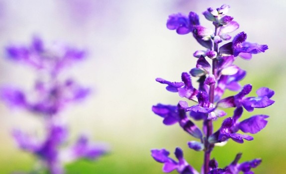 clary sage