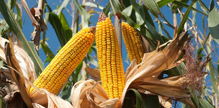 Report: Monsanto’s Latest GM Maize Doesn’t Reduce Pests or Increase Yields