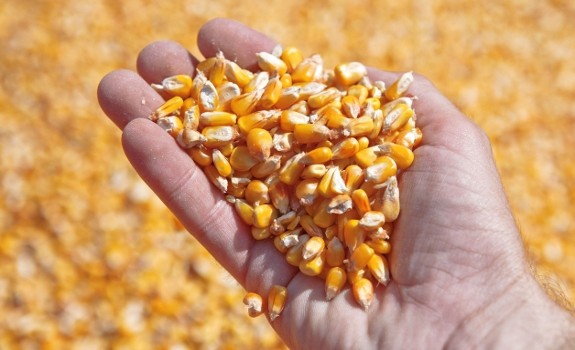 corn in hand