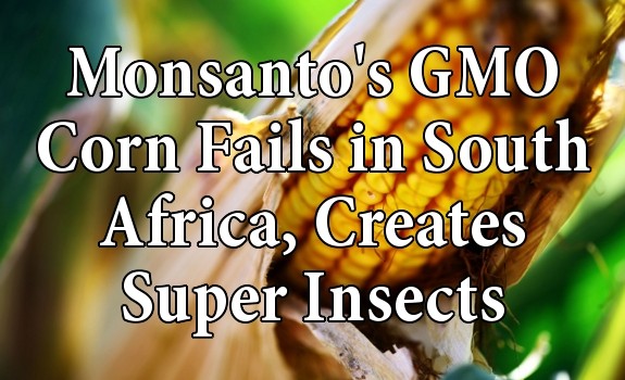 Monsanto's corn