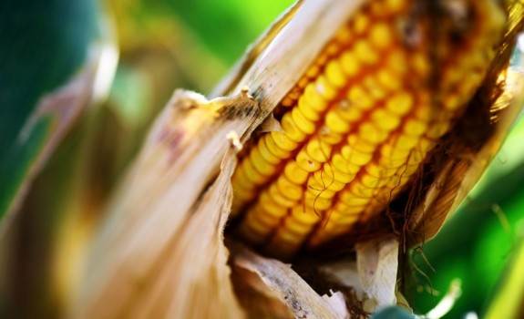 corn