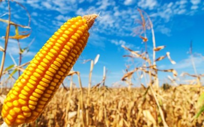 corn stalks
