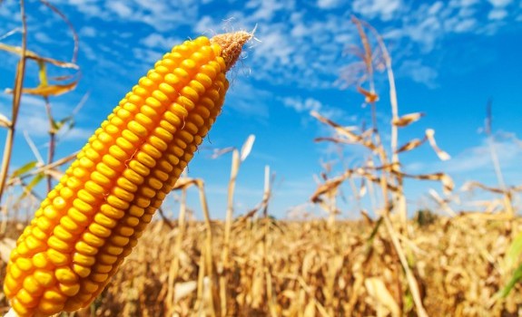 corn stalks