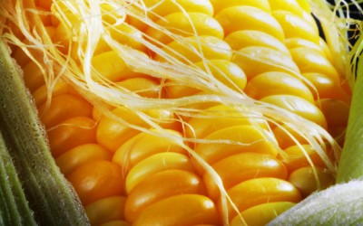 corn
